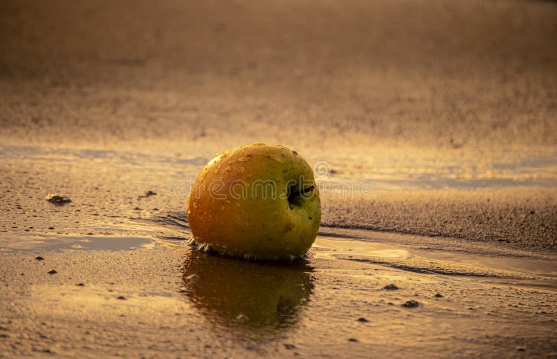 An Apple On The Beach In A Golden Light Stock Photo - Image of well ...