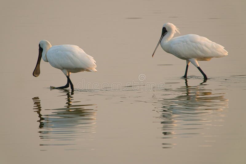 In the early morning  two black-faced spoonbills were feeding in the wetland.