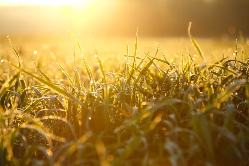 Early morning wet grass stock photo. Image of clear, sparkling 14680608