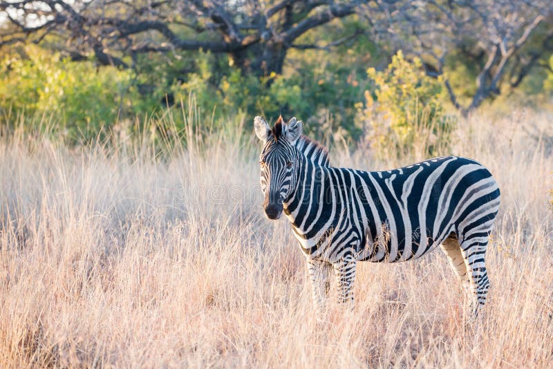 Early morning zebra stock image. Image of grazing, striped - 64991205