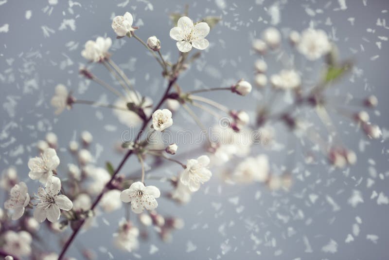 310,648 Early Spring Stock Photos - Free & Royalty-Free Stock