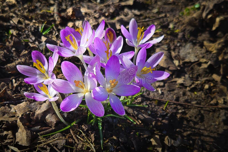 Early spring crocuses nature’s first burst of color stock fotografie