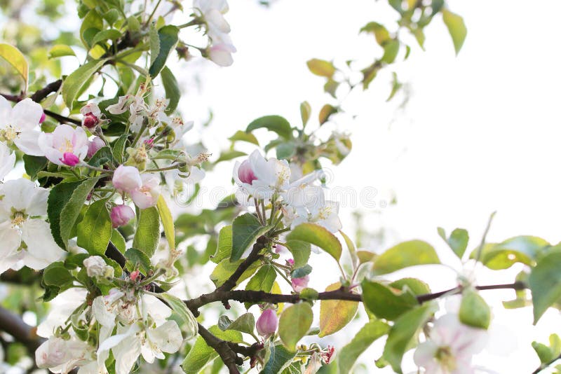 Early Spring Flowering Apple Tree With Bright White Flowers Stock Photo ...