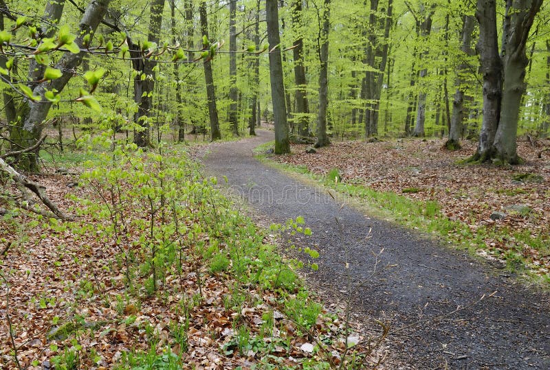 Early spring in forest