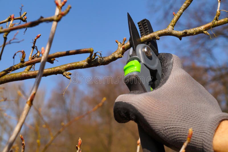 Early spring garden work. Sanitary and shrub-shaping branch pruning