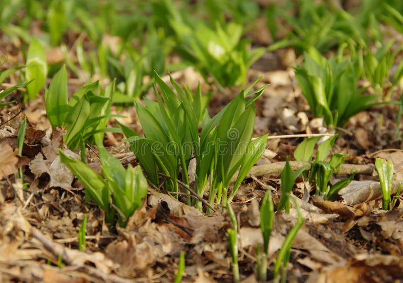 Early spring green grass stock photo. Image of environment 51421646