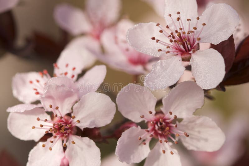 Early Spring Pink Tree Blossoms