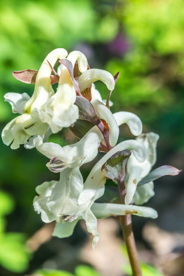 Předjaří vstavač nachový (Orchis mascula albin). Ve slovenském lese jarní slunce