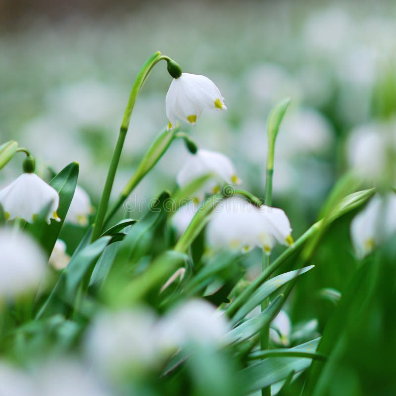 Early Spring Snowflake Flowers in Bloom Stock Image - Image of blossom ...