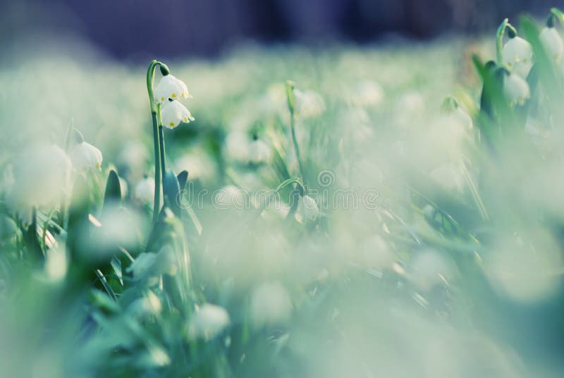 Early spring snowflake flowers stock image
