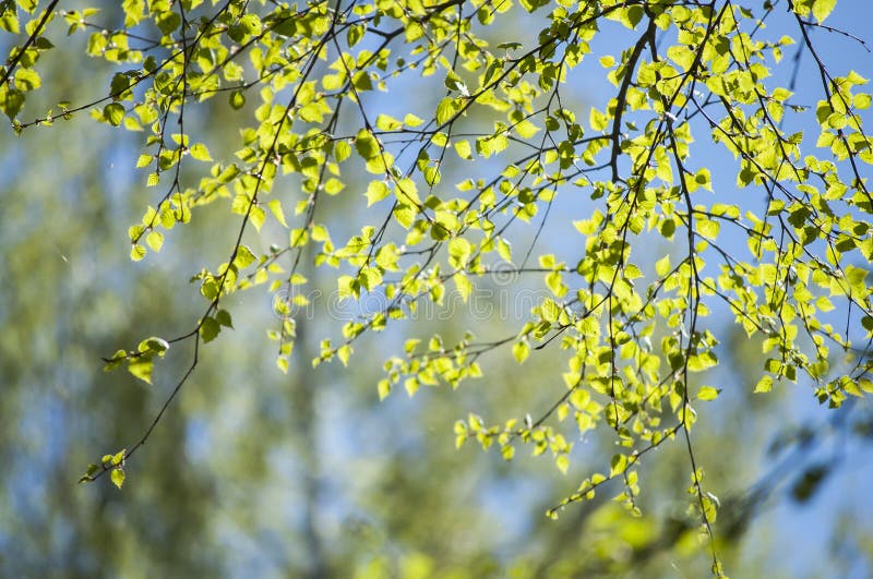 Early spring with closeup of first fresh green leaves of birch tree branches in spring sunlight royalty free stock photos
