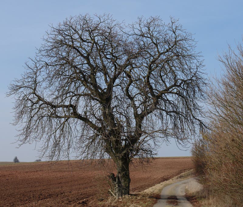 Early Spring Tree