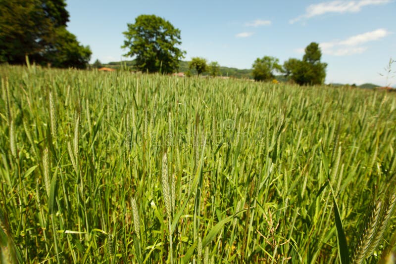 Early spring wheat field close-up