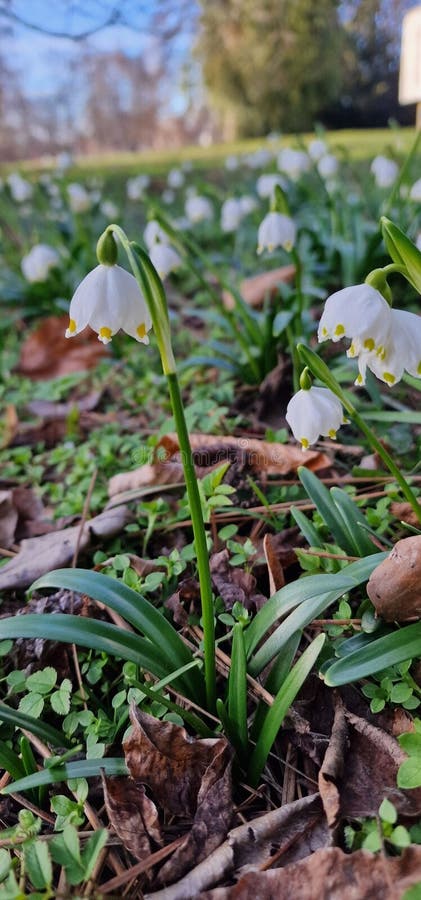 Leucojum is a small genus of bulbous plants native to Eurasia belonging to the Amaryllis family subfamily Amaryllidoideae genus Acis. genera are known as snowflakes snowbell dewdrop St. Agnes' flower. Leucojum is a small genus of bulbous plants native to Eurasia belonging to the Amaryllis family subfamily Amaryllidoideae genus Acis. genera are known as snowflakes snowbell dewdrop St. Agnes' flower