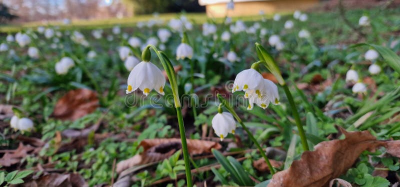 Leucojum is a small genus of bulbous plants native to Eurasia belonging to the Amaryllis family subfamily Amaryllidoideae genus Acis. genera are known as snowflakes snowbell dewdrop St. Agnes' flower. Leucojum is a small genus of bulbous plants native to Eurasia belonging to the Amaryllis family subfamily Amaryllidoideae genus Acis. genera are known as snowflakes snowbell dewdrop St. Agnes' flower