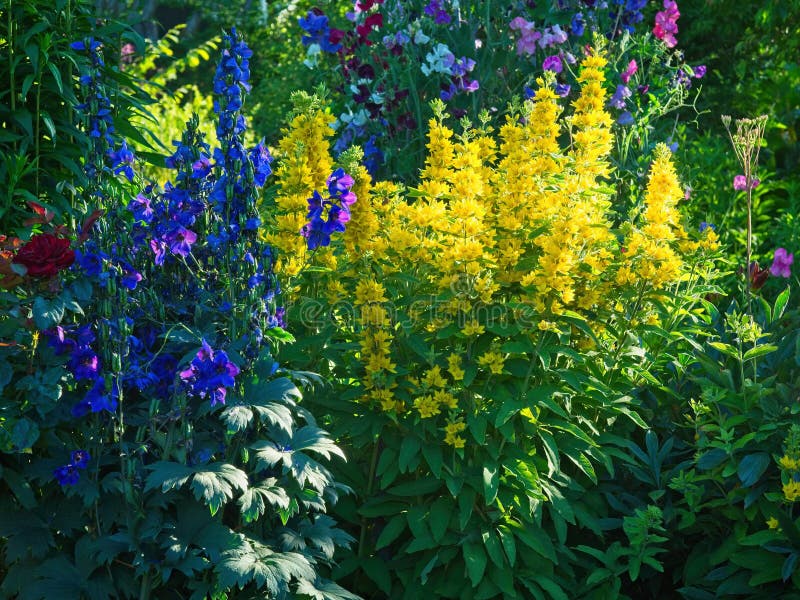 Early summer border plants stock image. Image of flora 136532013