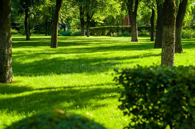 Early Summer Landscape Old Park Trees Bushes Green Grass Bright