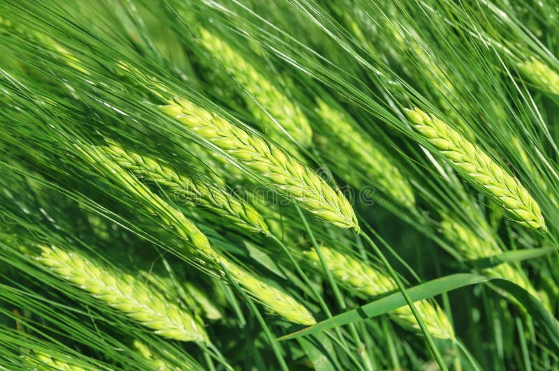 The background of the large green ears of barley