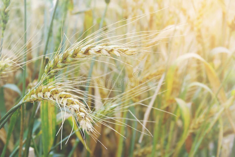 Ears of Barley in the Field royalty free stock photography Ears of Barley in the Field royalty free stock photography