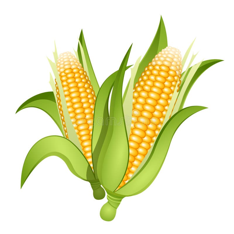 Ears of corn stock illustration