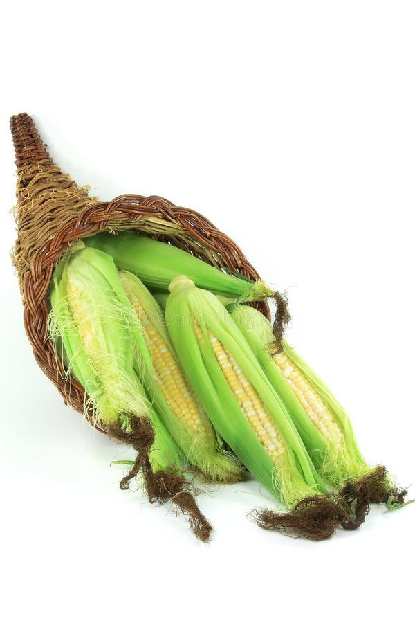 Ears of corn in a bushel. stock photo. Image of colour 15761620