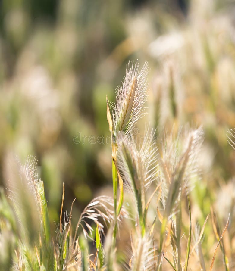 Corn Dog Grass stock photo. Image of nature, grass, wetland 36083944
