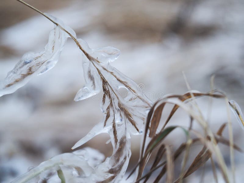 The ears in the field were icy. The effects of the cold snap, the weather changes