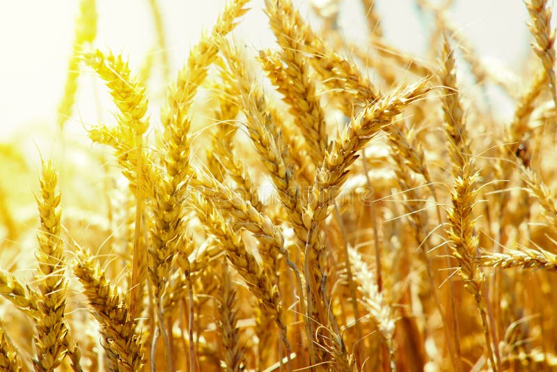Ears of golden wheat against the background of the passing sun at sunset of the day in the midst of summer harvest stock photo Ears of golden wheat against the background of the passing sun at sunset of the day in the midst of summer harvest stock photo