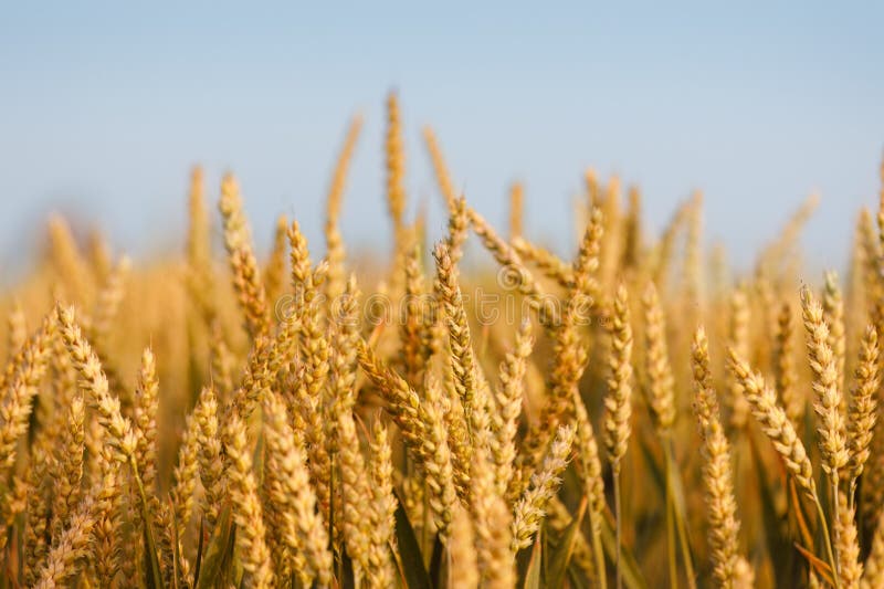 Close up image of ears of golden wheat at sunset royalty free stock photo