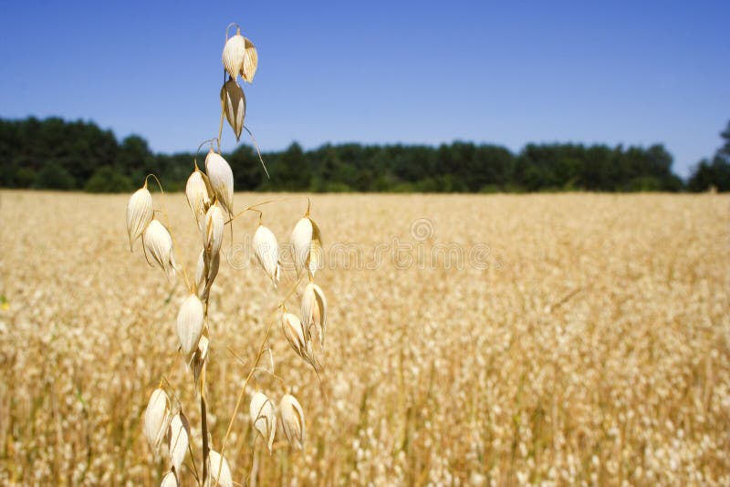 Ears of oat