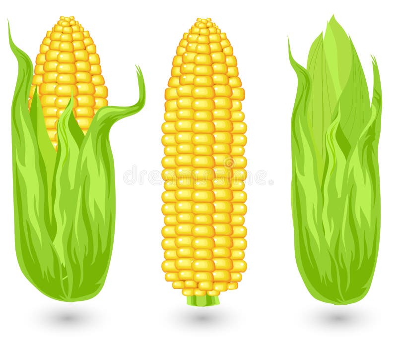 Ears of corn stock vector. Illustration of agriculture - 20471593