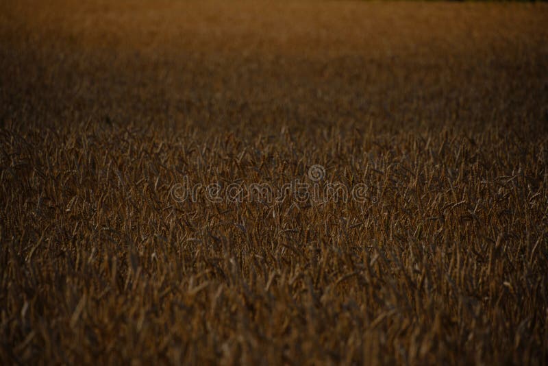Ears ripe, growing wheat in twilight light royalty free stock photos