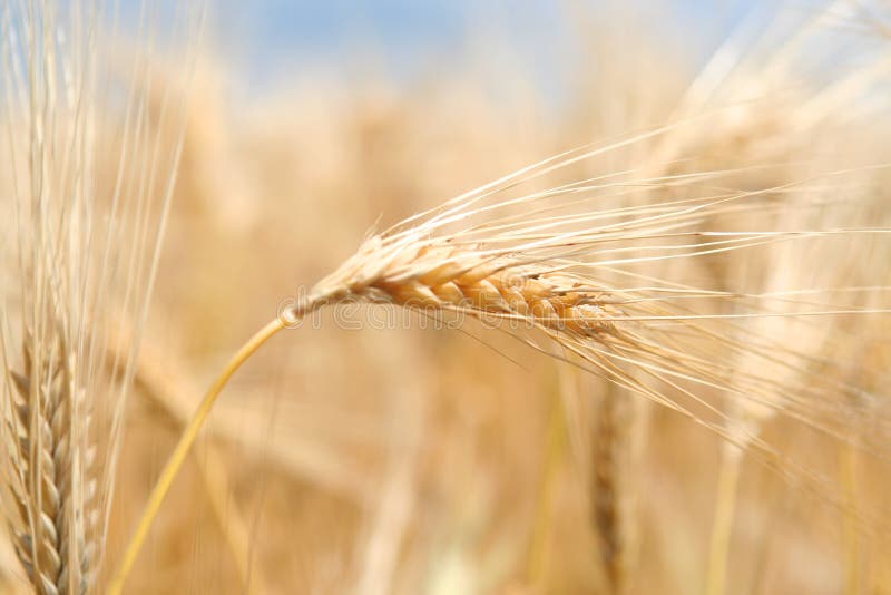 Ears of ripe wheat