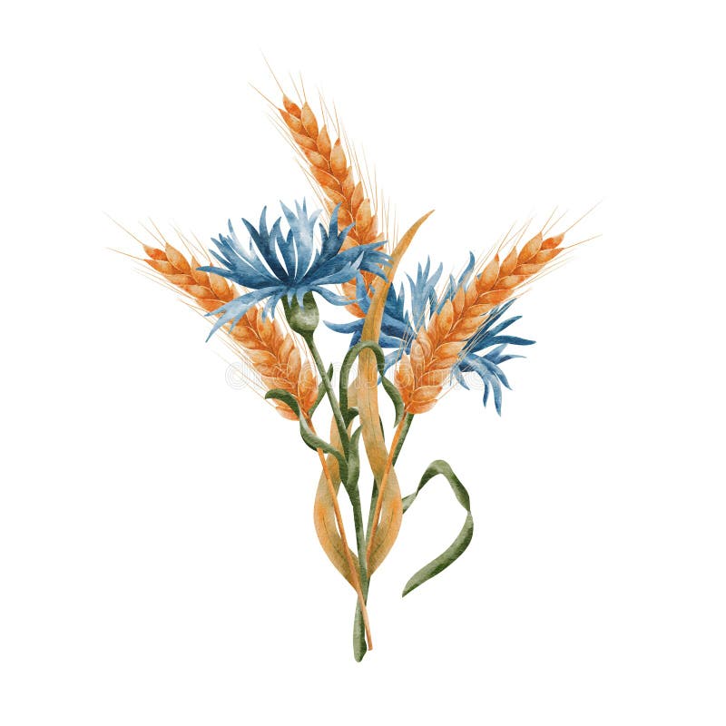 Ears of ripe wheat and blue cornflowers. A bouquet, a composition of spikelets of grain and field ears of corn. Wheat vector illustration
