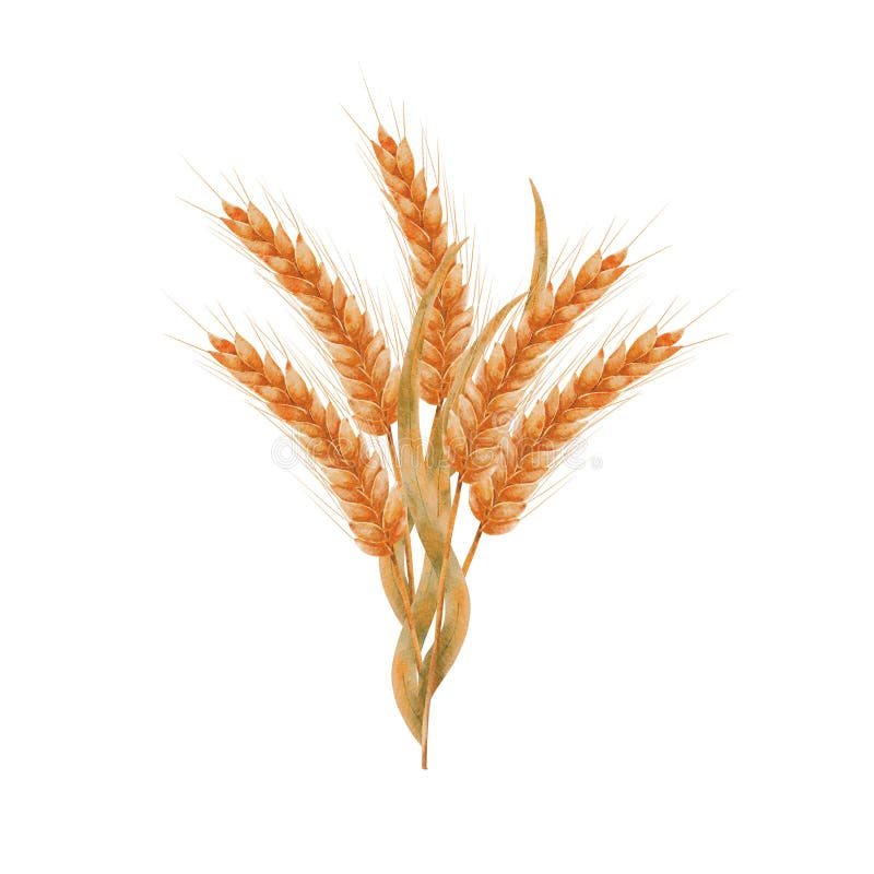 Ears of ripe wheat. A bouquet, a composition of ears of grain. Wheat isolated on white background. Design for sticker stock image