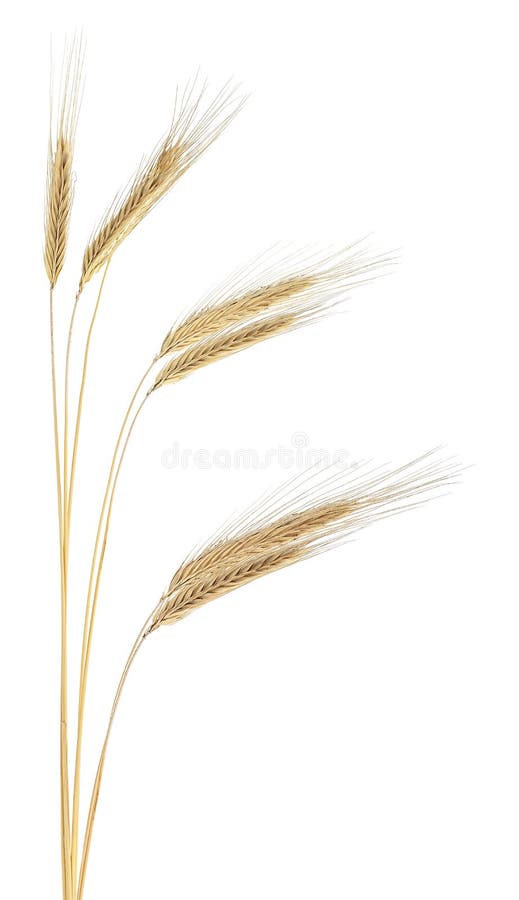 Ears of rye. Spikelets of ripe rye isolated on white background