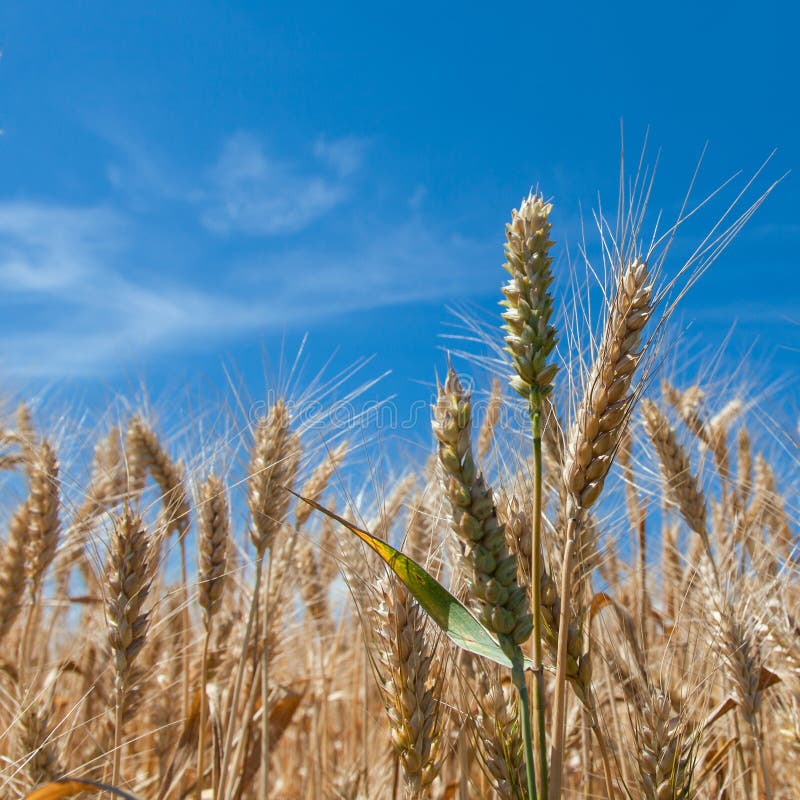 Ears wheat