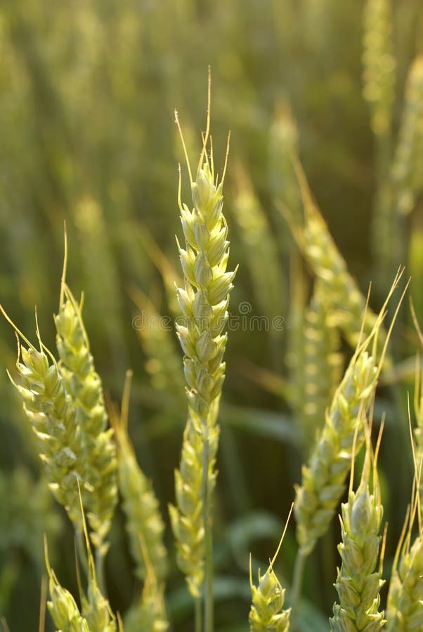 Ears of wheat