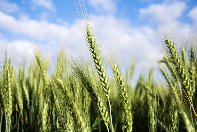 Ears of wheat