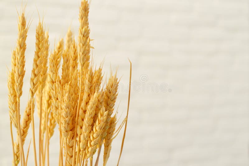Ears of wheat on background of white royalty free stock photos Ears of wheat on background of white royalty free stock photos