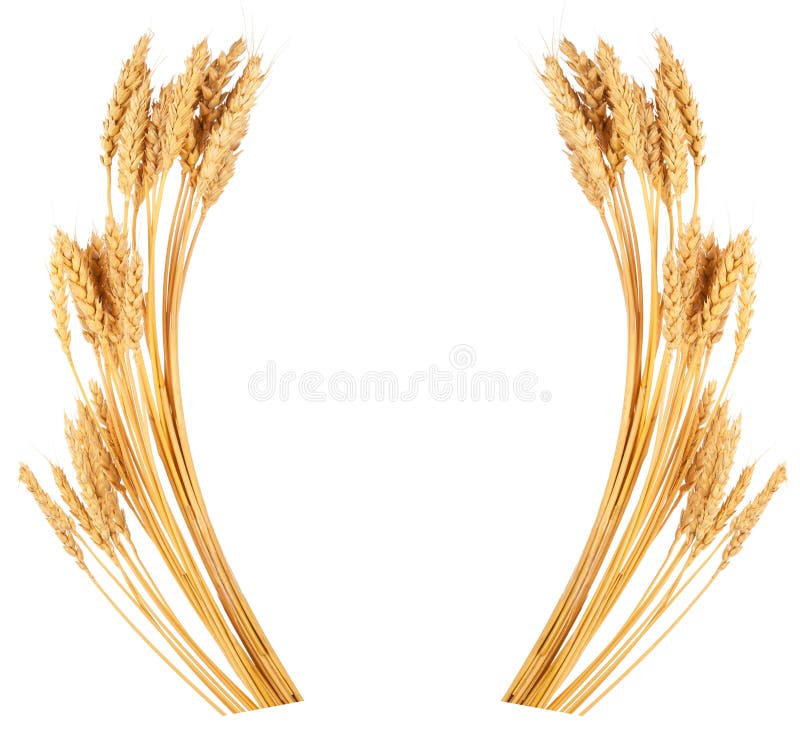 Ears of wheat. Frame