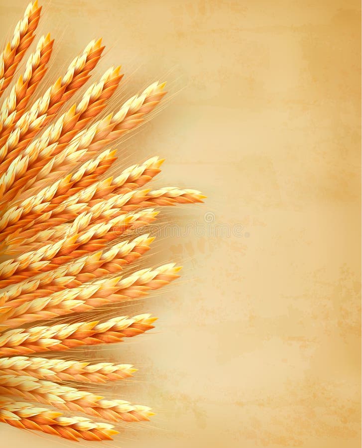 Ears of wheat on old paper background.