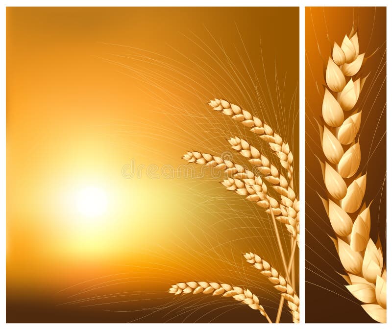 Ears of wheat on the rising sun background. royalty free illustration