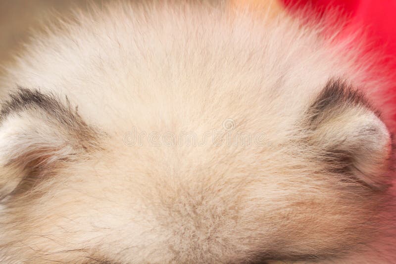 Ears of white fluffy pomeranian dog fur patterns texture for background royalty free stock image Ears of white fluffy pomeranian dog fur patterns texture for background royalty free stock image
