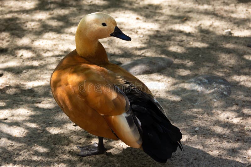 An earth duck is standing on the sand stock image An earth duck is standing on the sand stock image