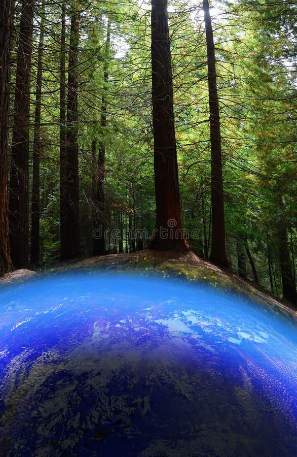 Grandi alberi di sequoia sembrano essere in crescita sopra la Terra blu pieno di acqua.