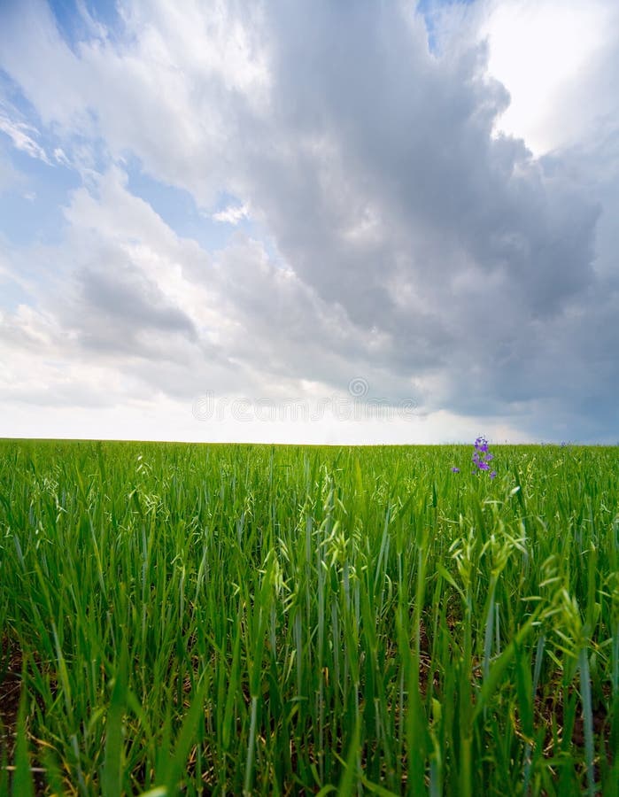 Earth & sky grass 4 stock photo. Image of land, hill 4273536