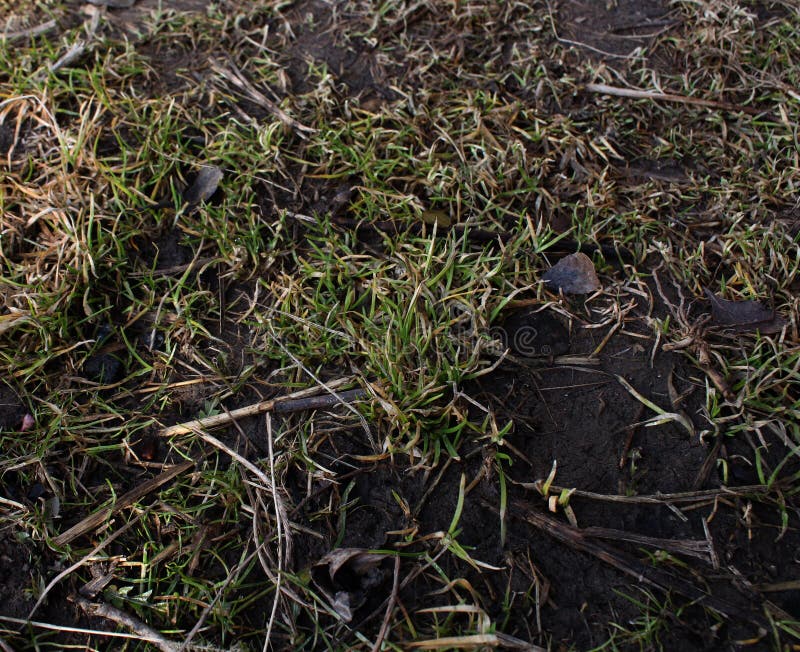 Earth is soil, young grass, yellow grey grass