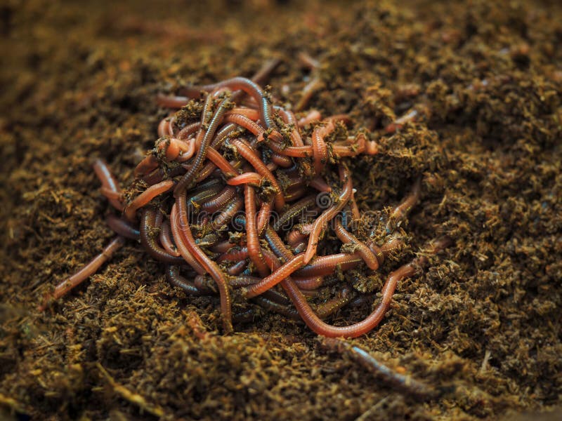 earthworms in soil