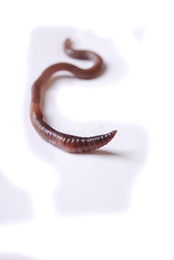 3,939 Earth Worm Stock Photos - Free & Royalty-Free Stock Photos from  Dreamstime